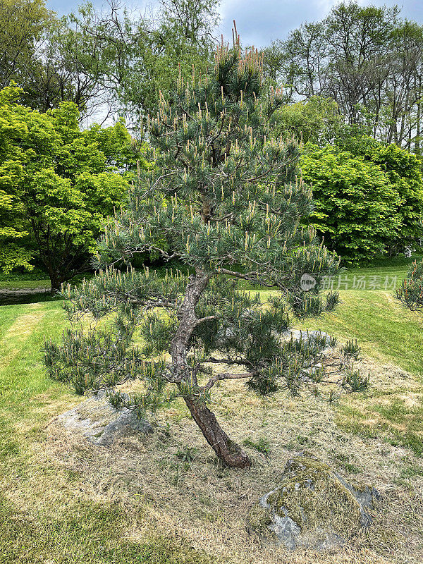 东方风格的花园特写图片，绿草草坪上的苏格兰松(Pinus sylvestris)云(niwaki)树，花岗岩日本灯笼，蜡烛生长在修剪整齐的修剪树枝上，重点在前景